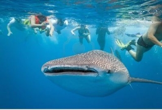 Snorkel con tiburon ballena